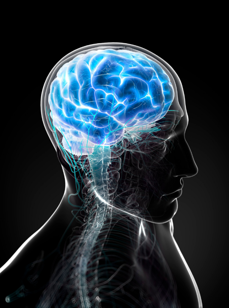 Human brain visualization